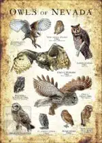Owls of Nevada Poster Print - Image 3