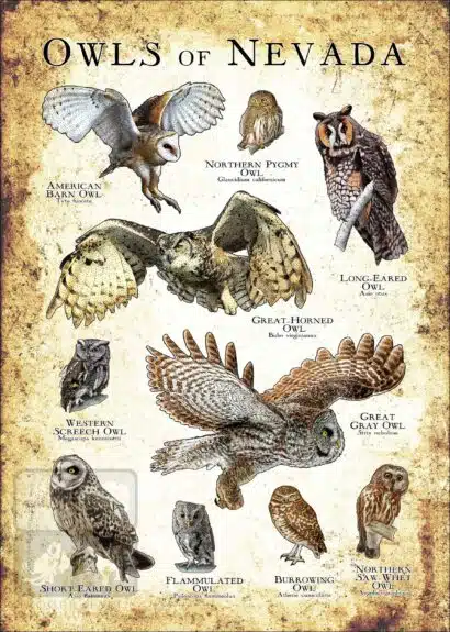 Owls of Nevada Poster Print - Image 3