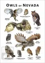 Owls of Nevada Poster Print - Image 2