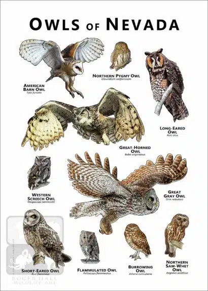 Owls of Nevada Poster Print - Image 2