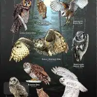 Owls of New Hampshire poster print