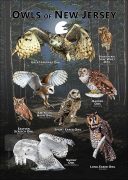 Owls of New Jersey poster print