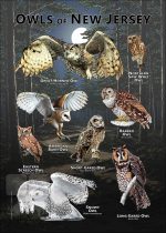 Owls of New Jersey poster print