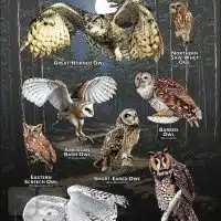 Owls of New Jersey poster print