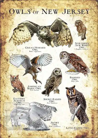 Owls of New Jersey Poster Print - Image 3