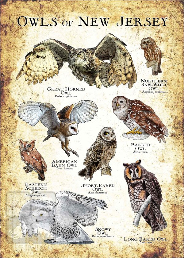 Owls of New Jersey Poster Print - Image 3
