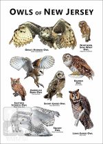 Owls of New Jersey Poster Print - Image 2