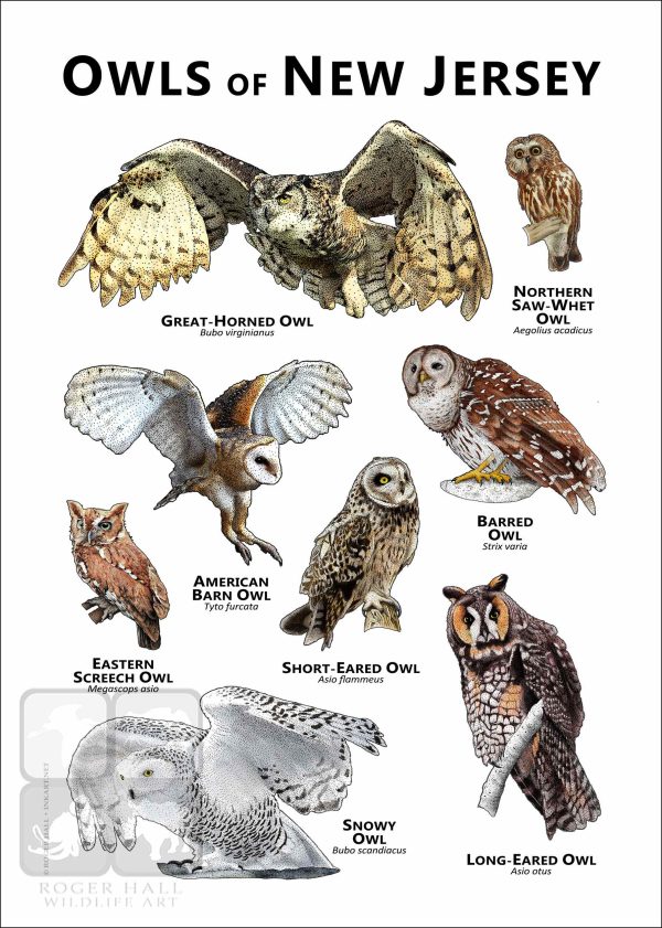Owls of New Jersey Poster Print - Image 2