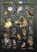 Owls of New Mexico poster print