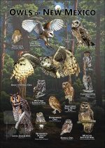 Owls of New Mexico poster print
