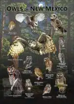 Owls of New Mexico poster print