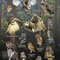 Owls of New Mexico poster print