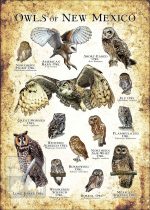Owls of New Mexico Poster Print - Image 3