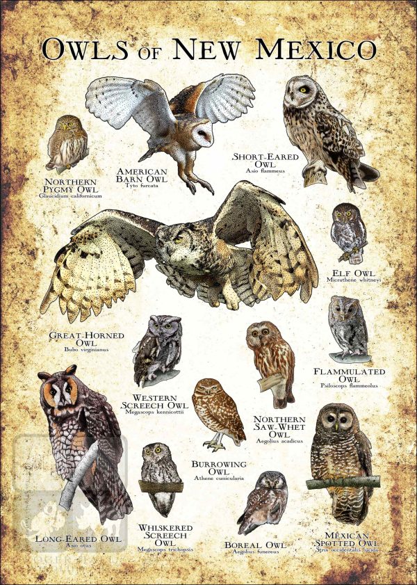 Owls of New Mexico Poster Print - Image 3