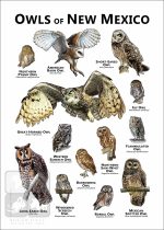 Owls of New Mexico Poster Print - Image 2