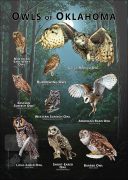 Owls of Oklahoma poster print