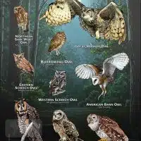 Owls of Oklahoma poster print