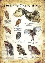Owls of Oklahoma Poster Print - Image 3