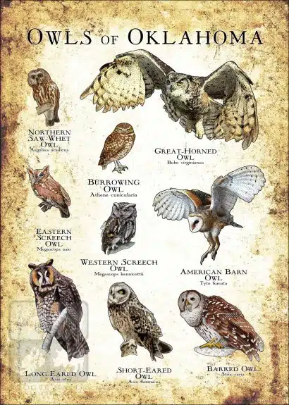 Owls of Oklahoma Poster Print - Image 3