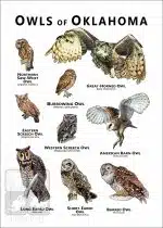 Owls of Oklahoma Poster Print - Image 2