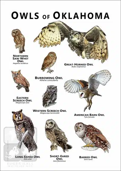 Owls of Oklahoma Poster Print - Image 2