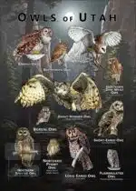 Owls of Utah poster print