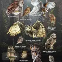 Owls of Utah poster print