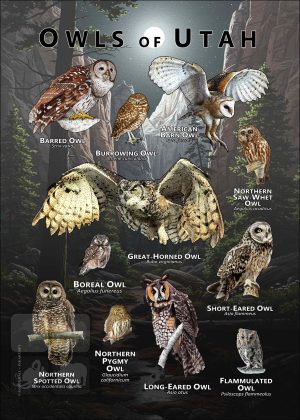 Owls of Utah poster print