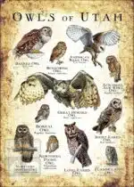 Owls of Utah Poster Print - Image 3