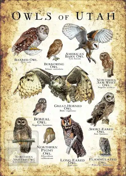 Owls of Utah Poster Print - Image 3