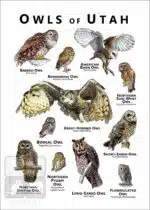 Owls of Utah Poster Print - Image 2