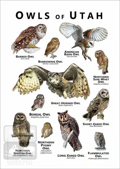 Owls of Utah Poster Print - Image 2
