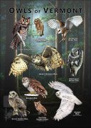 Owls of Vermont poster print