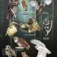 Owls of Vermont poster print