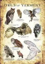Owls of Vermont Poster Print - Image 3