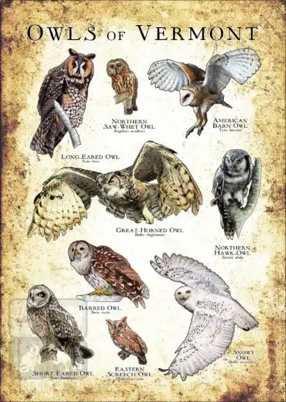 Owls of Vermont Poster Print - Image 3