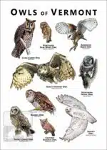 Owls of Vermont Poster Print - Image 2