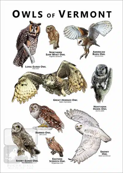 Owls of Vermont Poster Print - Image 2