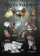 Owls of Virginia poster print
