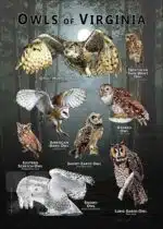 Owls of Virginia poster print