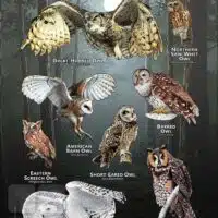 Owls of Virginia poster print