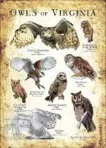 Owls of Virginia Poster Print - Image 3