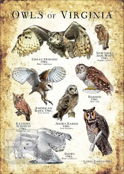 Owls of Virginia Poster Print - Image 3