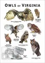 Owls of Virginia Poster Print - Image 2
