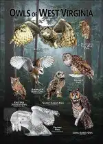 Owls of West Virginia poster print