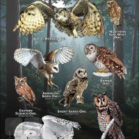 Owls of West Virginia poster print