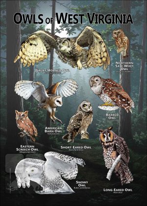 Owls of West Virginia poster print