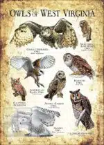 Owls of West Virginia Poster Print - Image 3