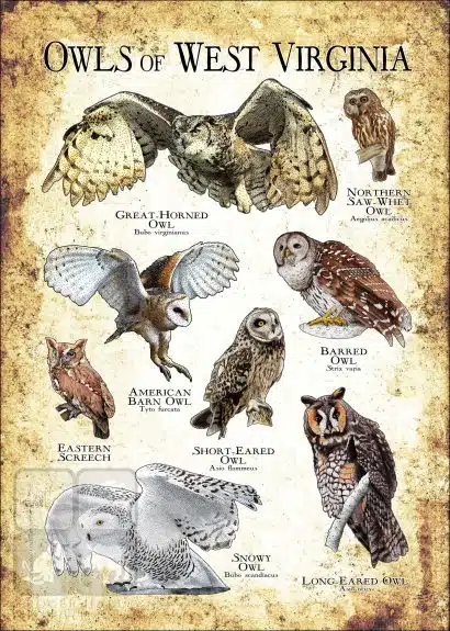 Owls of West Virginia Poster Print - Image 3