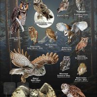 Owls of Wyoming poster print
